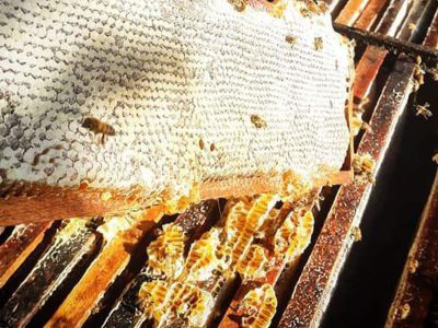 Comércio ilegal de abelhas na internet é ameaça à espécie Comércio ilegal de abelhas na internet é ameaça à espécie