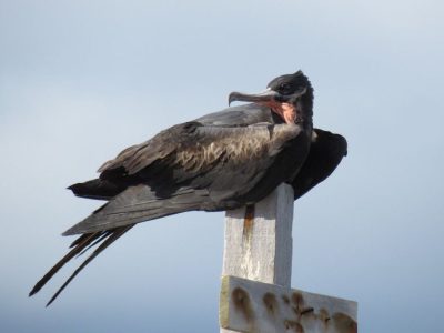 Restauração florestal da Ilha de Trindade busca salvar fragatas raras Restauração florestal da Ilha de Trindade busca salvar fragatas raras