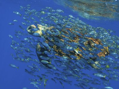 Hoje é Dia: semana tem Dia Mundial do Meio Ambiente e dos Oceanos Hoje é Dia: semana tem Dia Mundial do Meio Ambiente e dos Oceanos