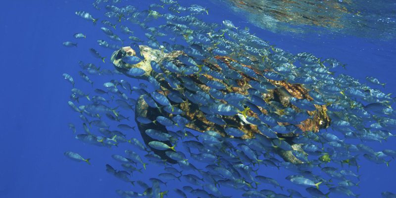 Hoje é Dia: semana tem Dia Mundial do Meio Ambiente e dos Oceanos