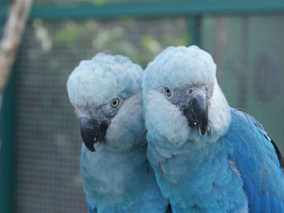 Ararinhas-azuis são soltas na natureza 20 anos depois de extinção Ararinhas-azuis são soltas na natureza 20 anos depois de extinção