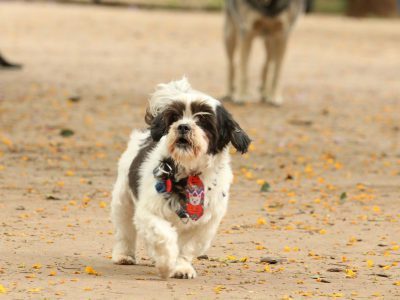 Resolução regulamenta telemedicina veterinária no país