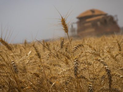 Conab estima que produção de grãos chegue a 272,5 milhões de toneladas