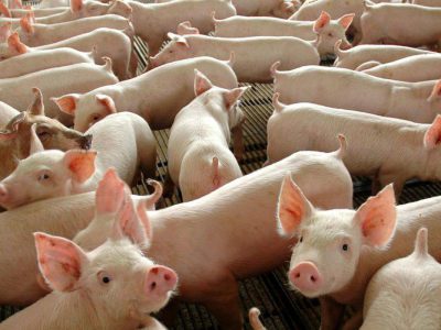 Países Baixos: estudo detecta microplástico em leite e carnes