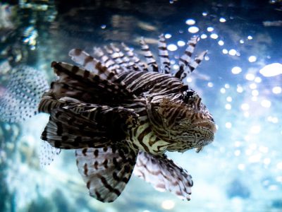 Peixe-leão traz riscos para o litoral brasileiro Peixe-leão traz riscos para o litoral brasileiro