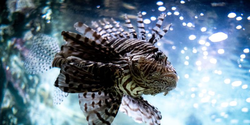 Peixe-leão traz riscos para o litoral brasileiro