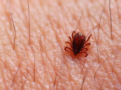 De 2019 até agora, 12 pessoas morreram no ES de febre maculosa