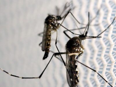 Agência Brasil explica diferença entre pernilongo e mosquito da dengue