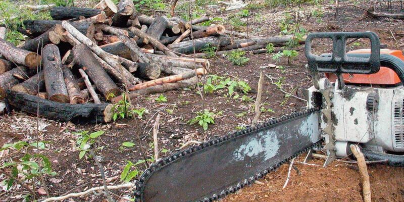 Em 2022, Amazônia teve maior desmatamento em 15 anos, diz Imazon