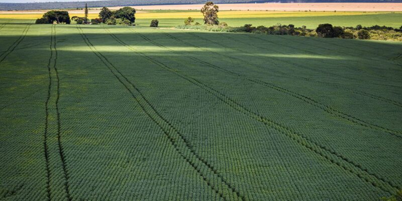 Soja impulsiona em 20,6% a produção de grãos na safra 2022/23