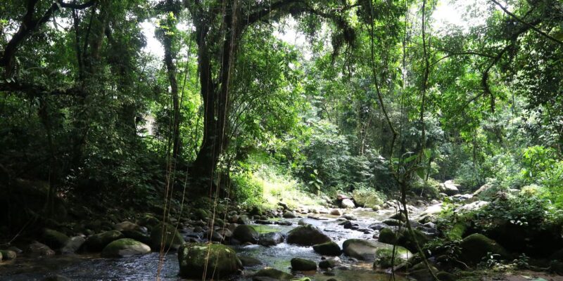 Projetos privados mantêm reservas ecológicas na Mata Atlântica