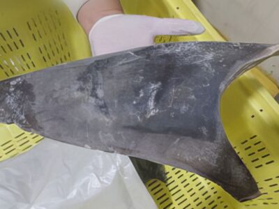 Ibama apreende 28,7 toneladas de barbatanas de tubarão Pela quantidade, estima-se morte de 10 mil animais