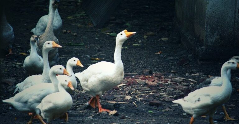 Japão suspende a compra de aves do ES após caso de gripe aviária na Serra