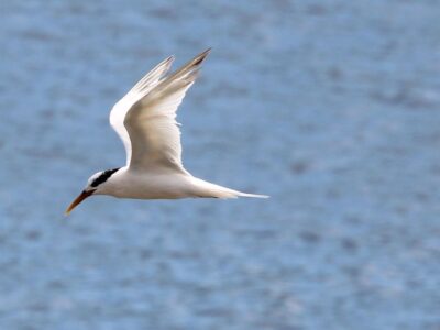 Governo abre crédito de R$ 200 milhões para combater gripe aviária