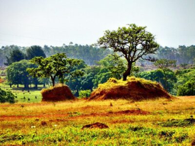 BNDES bloqueia R$ 62 milhões em crédito imobiliário, por indícios de desmatamento