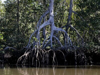 Estudos apontam que manguezais evitam que atmosfera absorva carbono