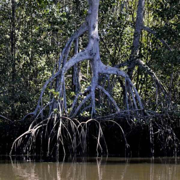 Estudos apontam que manguezais evitam que atmosfera absorva carbono