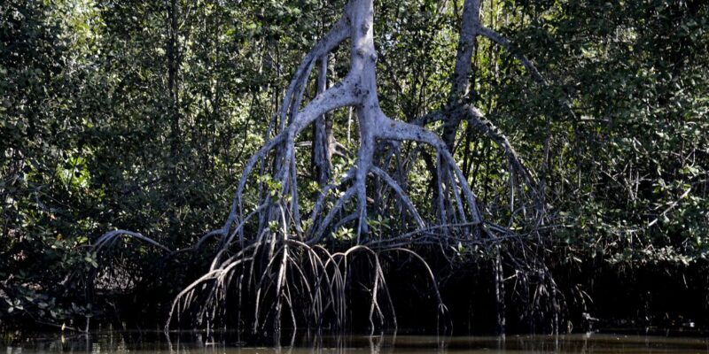 Estudos apontam que manguezais evitam que atmosfera absorva carbono