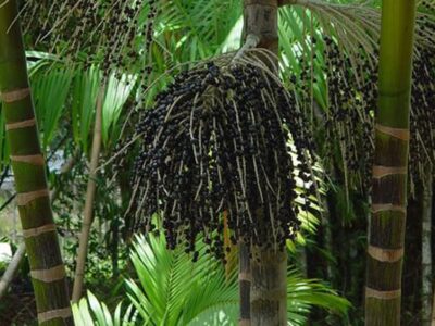 Tecnologia e inovação são caminho para sistemas alimentares amazônicos