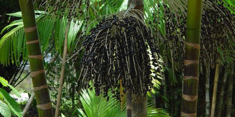 Tecnologia e inovação são caminho para sistemas alimentares amazônicos