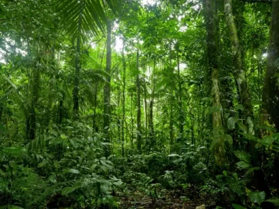 Lula defende aliança por desenvolvimento sustentável de florestas