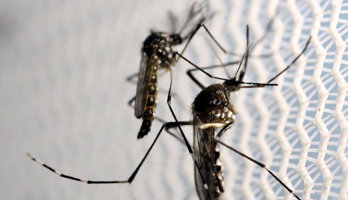 Dengue atinge patamar gravíssimo e ES decreta estado de emergência