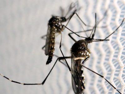 Dengue atinge patamar gravíssimo e ES decreta estado de emergência