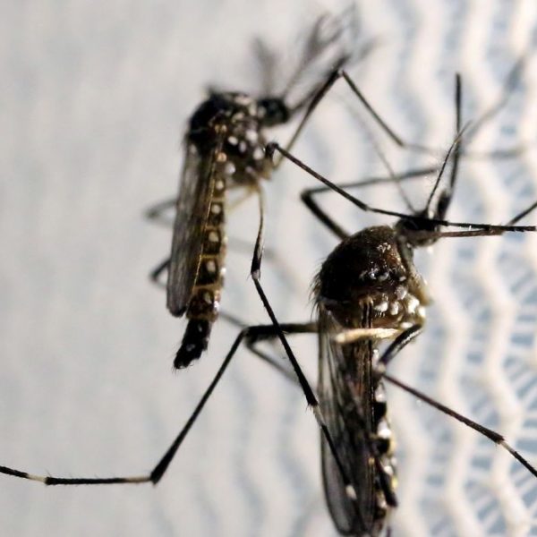 Dengue atinge patamar gravíssimo e ES decreta estado de emergência