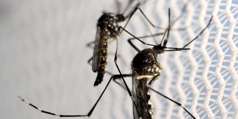 Dengue atinge patamar gravíssimo e ES decreta estado de emergência