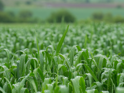 Fevereiro: como será o clima no Brasil?