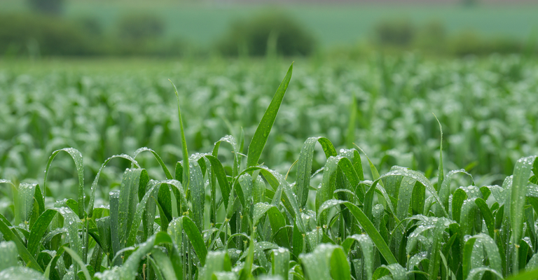 Fevereiro: como será o clima no Brasil?