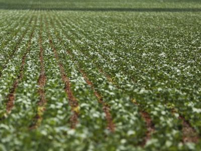 Governo Federal antecipa medidas de auxílio a produtores rurais