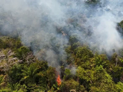 Cobertura florestal mundial perde 3,7 milhões de hectares em 2023