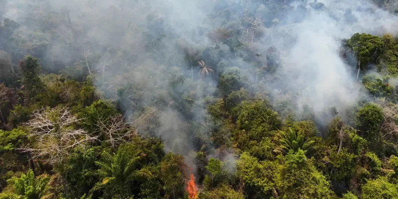 Cobertura florestal mundial perde 3,7 milhões de hectares em 2023