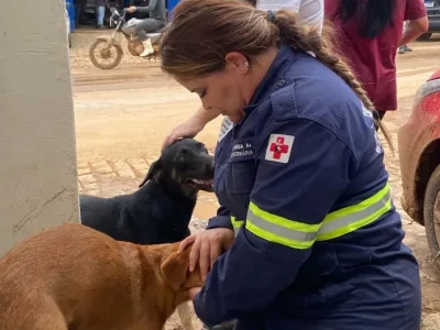 Mais de 600 animais foram assistidos após tragédia no sul do ES