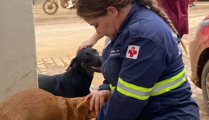 Mais de 600 animais foram assistidos após tragédia no sul do ES
