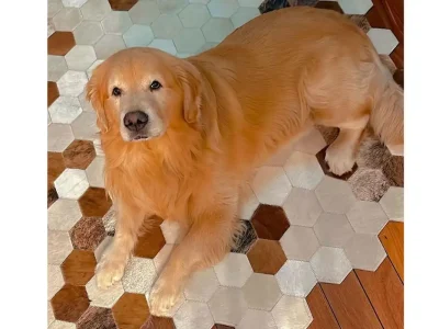 Com caso Joca, aéreas estudam rastrear animais transportados em voos