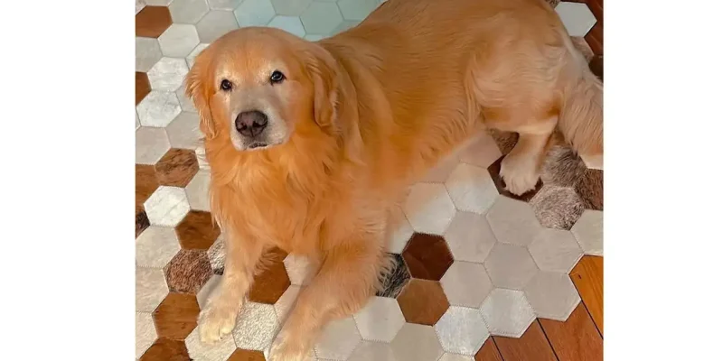 Com caso Joca, aéreas estudam rastrear animais transportados em voos