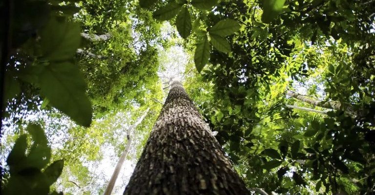 Desmatamento na Amazônia tem redução de 21,8%