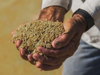 Norma pretende reduzir consequências dos eventos climáticos extremos no Rio Grande do Sul, principal produtor do grão no país