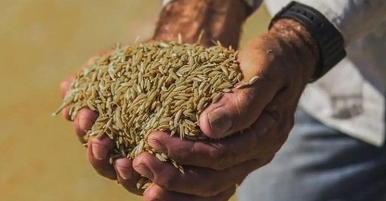 Norma pretende reduzir consequências dos eventos climáticos extremos no Rio Grande do Sul, principal produtor do grão no país