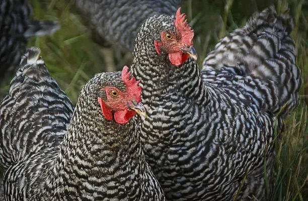 Galinhas também se emocionam e ficam com rosto vermelho