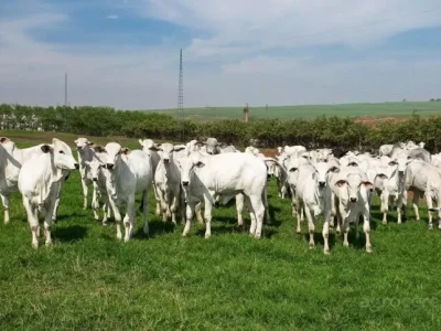 Pecuária e petróleo e gás impulsionam atividade econômica no Espírito Santo