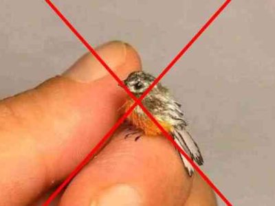 A menor ave do mundo é o pássaro abelha, mas a foto é de um pisco-de-peito-ruivo em miniatura