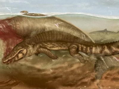 Vaca-marinha pré-histórica foi devorada por crocodilo e tubarão, sugere fóssil