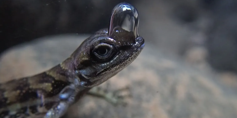 Lagarto Elabora seu Próprio “Tanque de Oxigênio” para Respirar Submerso