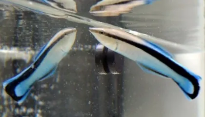Peixes Utilizam Espelho para Avaliar Suas Chances em Confrontos