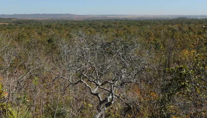 Incêndios destroem 88 milhões de hectares no Cerrado em 39 anos, aponta estudo
