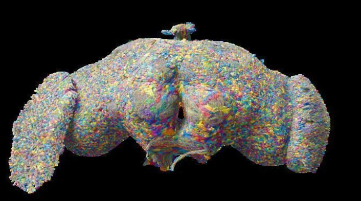 Cientistas realizam o mapeamento integral do cérebro de um animal pela primeira vez