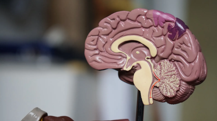 Alzheimer Precoce: Identificação dos Sinais de Alerta que Podem Emergir Já aos 50 Anos